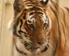 В США сибирская тигрица Татьяна убила человека и ранила еще 2 (ФОТО)