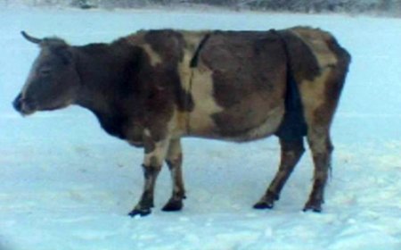 Из-за сильных холодов коровы стали носить лифчики Из-за сильных холодов коровы стали носить лифчики