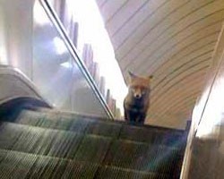 Лисица прокатилась в лондонском метрополитене Лисица прокатилась в лондонском метрополитене